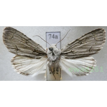 Acronicta psi (Linnaeus, 1758) male Czech74a